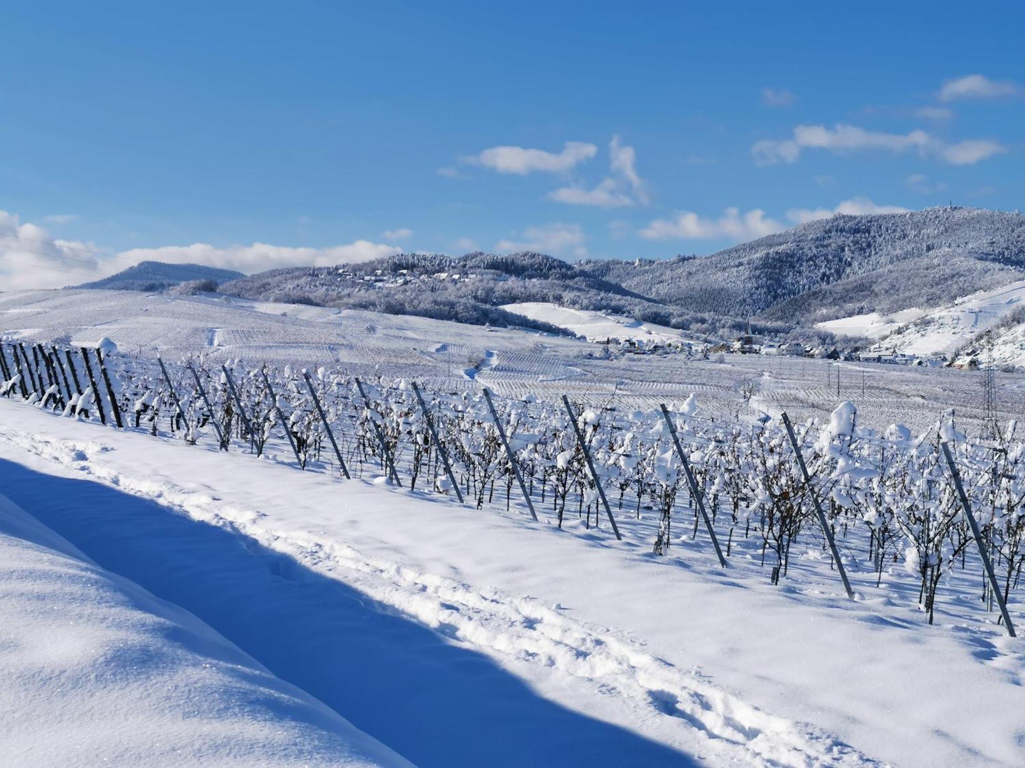 Entre Ville Et Vignes - Gite Classe 3 Etoiles Ingersheim Exteriér fotografie